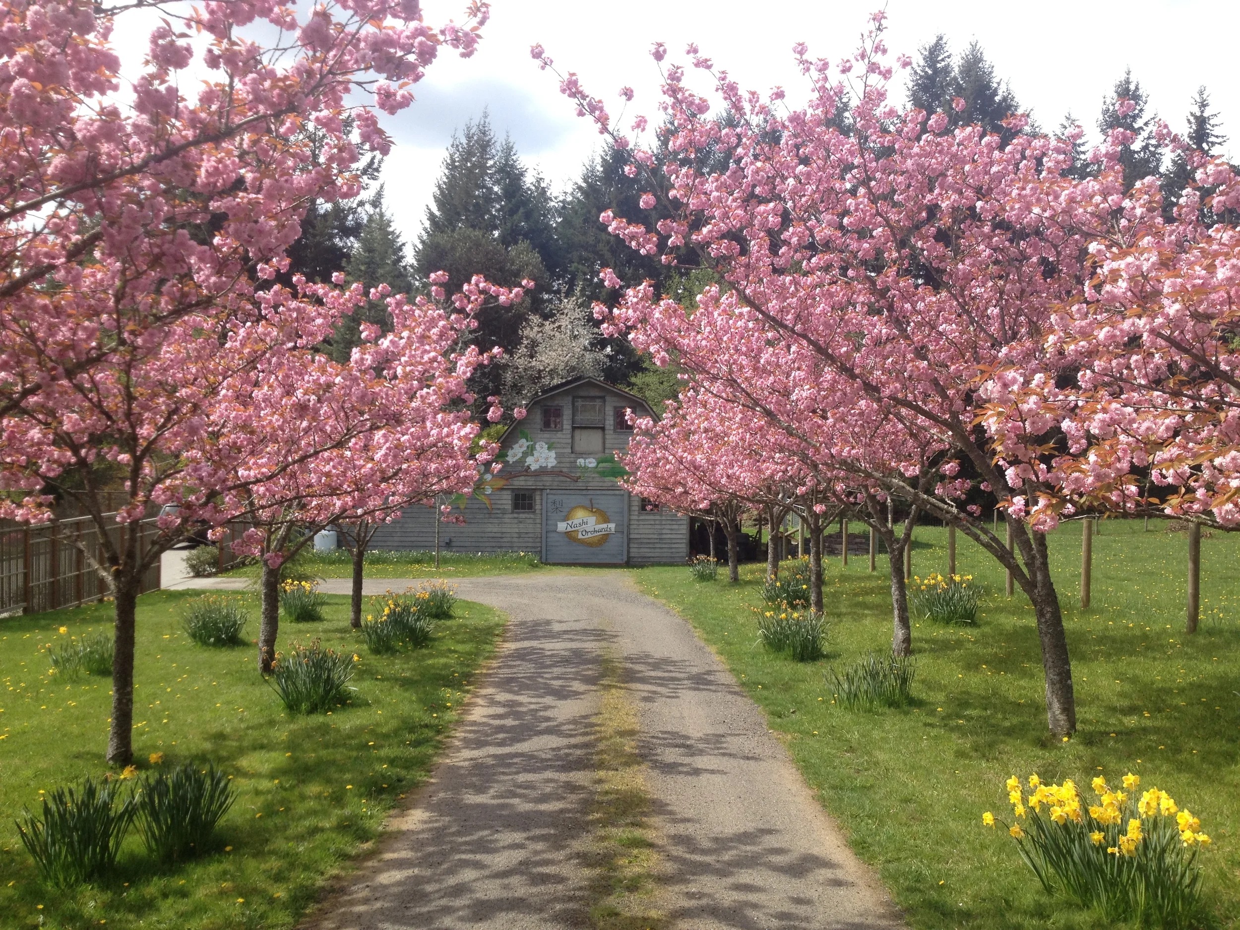 Nashi Orchards Tasting Room